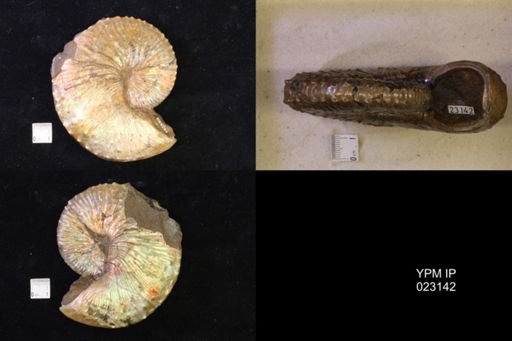 Jeletzkytes nebrascensis