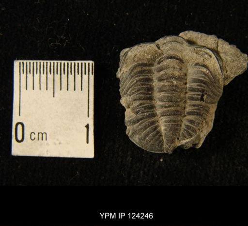 Phacops rana