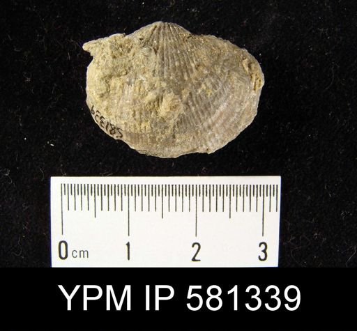 Atrypa sp.
