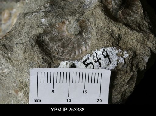Scaphitidae