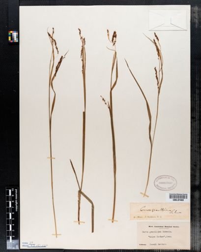 Carex gracillima
