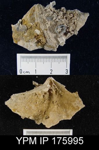 Neospirifer sp.
