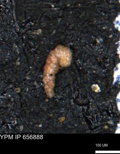 Verneuilinoides kansasensis