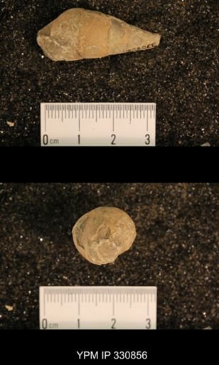 Meekospira peracuta choctawensis