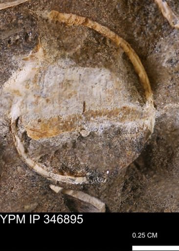 undet. Bivalvia