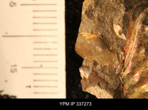 undet. Bivalvia