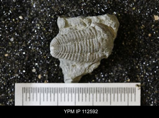 Calymene callicephala