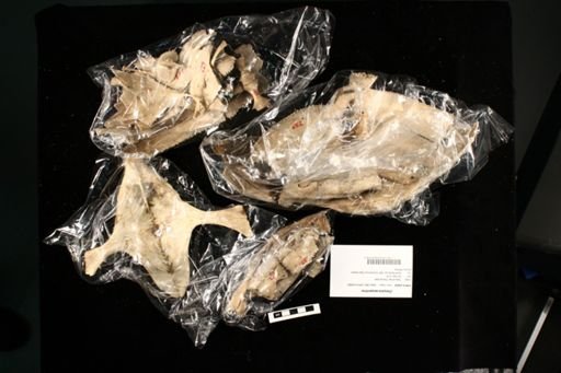 Chelydra serpentina