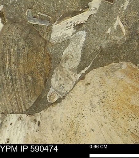 undet. Mollusca