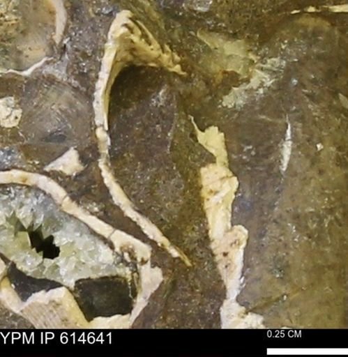 undet. Bivalvia