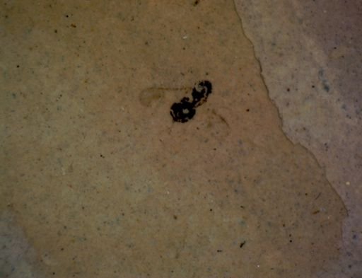 Hymenoptera?