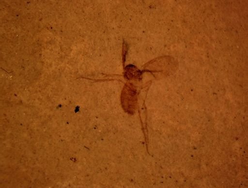 undet. Mycetophilidae