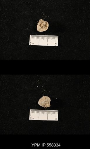 Echinosteges sp.