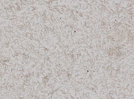 Haliclona sp.