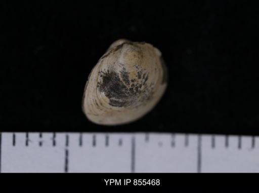 Limopsis striatopunctatus