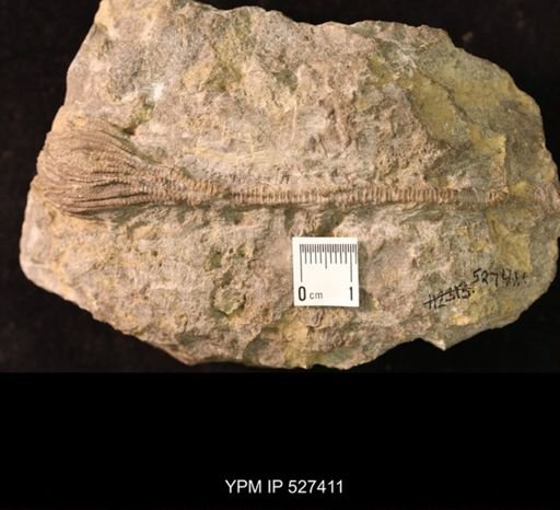 Iocrinus subcrassus