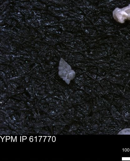 undet. Heterohelicidae