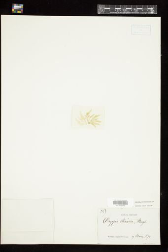 Bryopsis adriatica