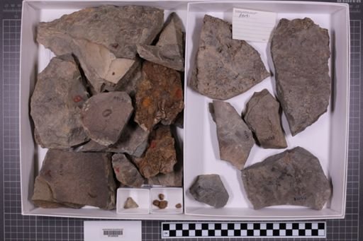 mixed taxa, stratigraphic collection