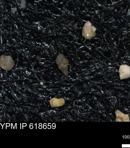undet. Heterohelicidae