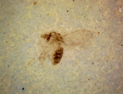 undet. Hexapoda