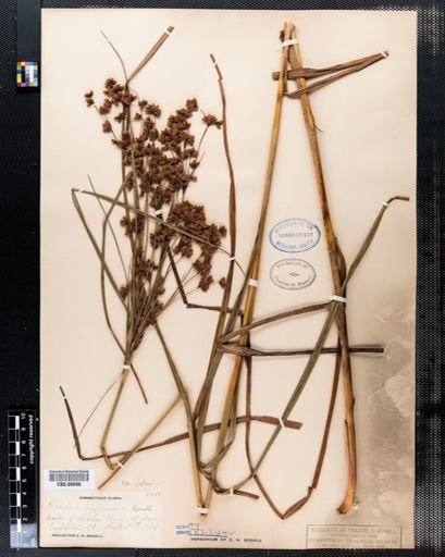 Scirpus cyperinus