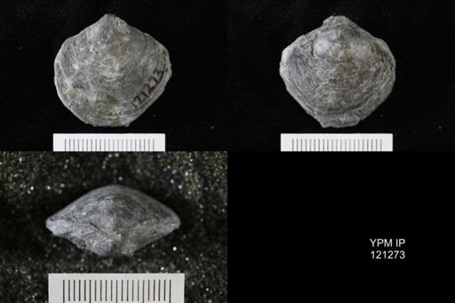 Athyris sp.