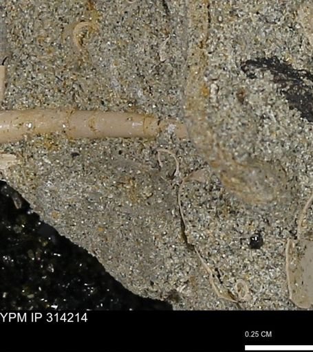 undet. Scaphopoda