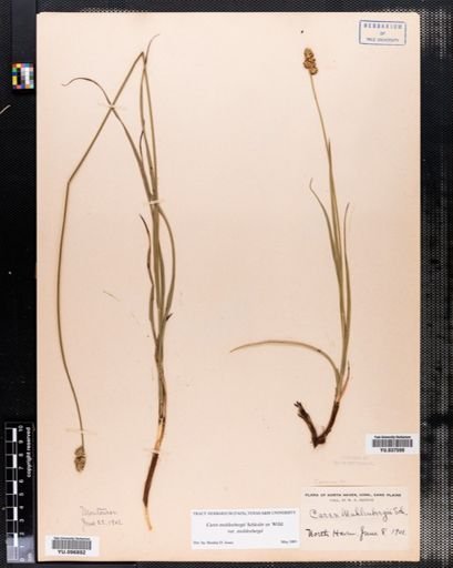 Carex vulpinoidea