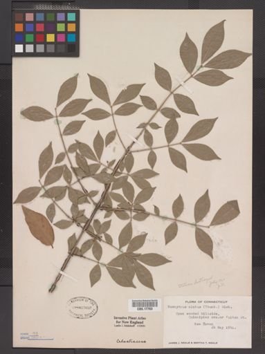 Euonymus alatus