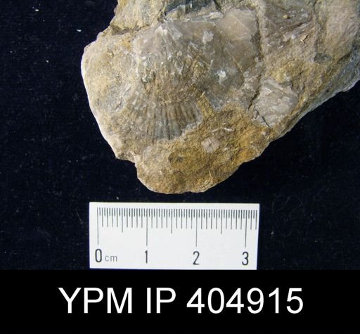 undet. Brachiopoda