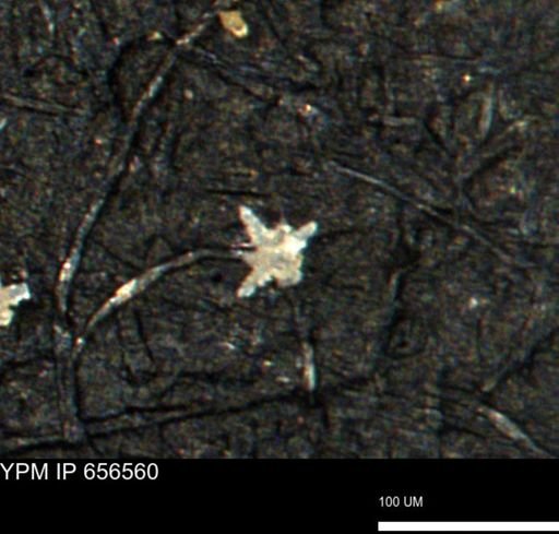 Porifera