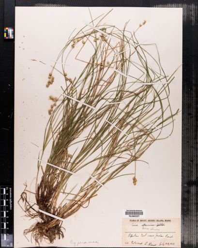 Carex tenera
