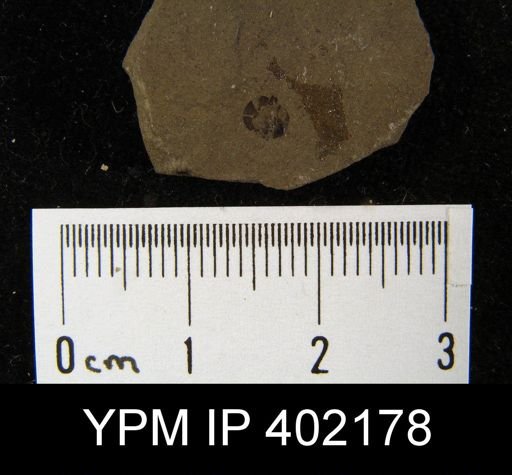Leptobolus sp.