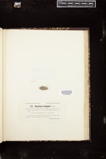 Micrasterias triangularis