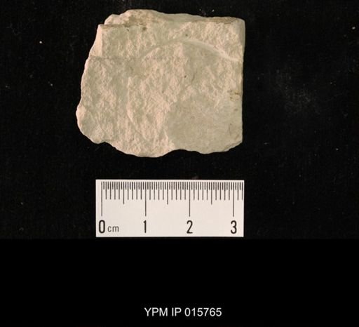 Probnis speciosa