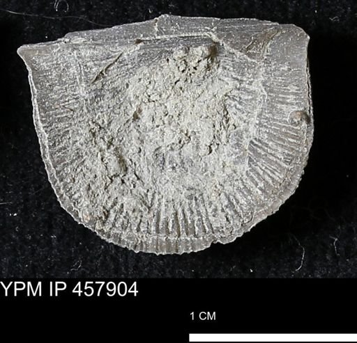 Strophodonta sp.