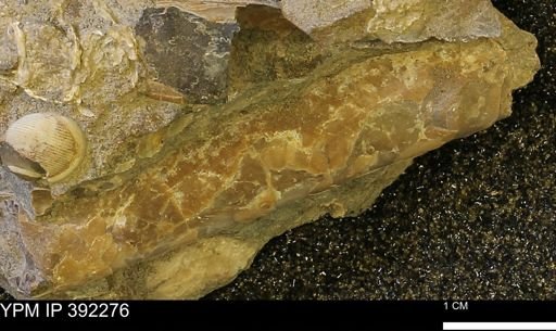Baculites sp.