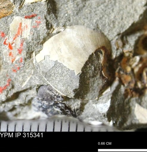 Protocardia sp.