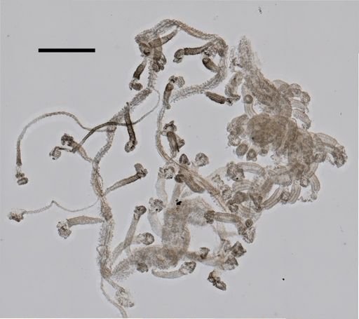 Rhizophysa filiformis