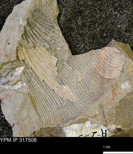 undet. Scaphitidae