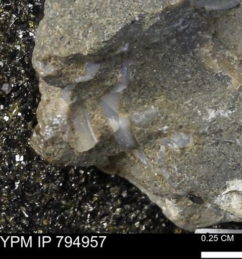 undet. Bivalvia