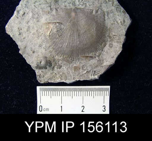 Strophomena planocorrugata