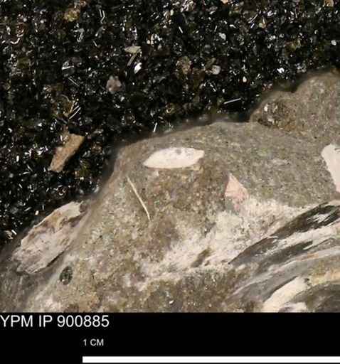 undet. Mollusca