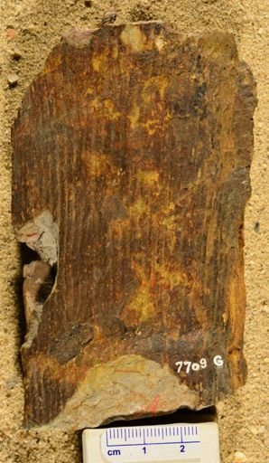 Calamites sp.