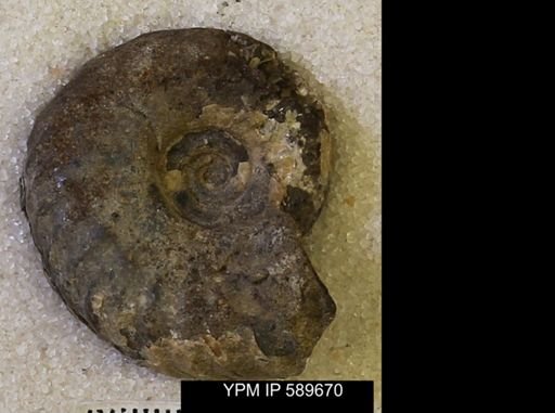 Hoploscaphites comprimus