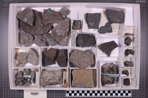 mixed taxa, stratigraphic collection