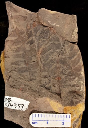 Cladophlebis sp.