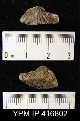 Spirifer sp.