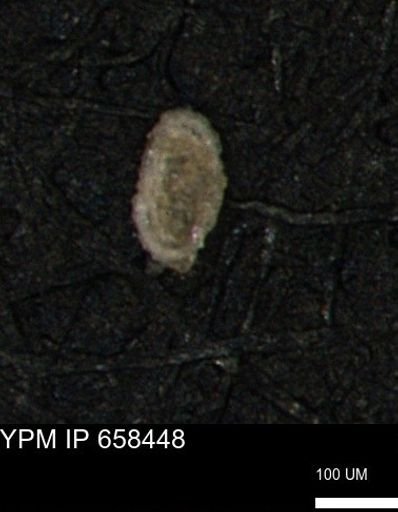 Spirolocammina planula